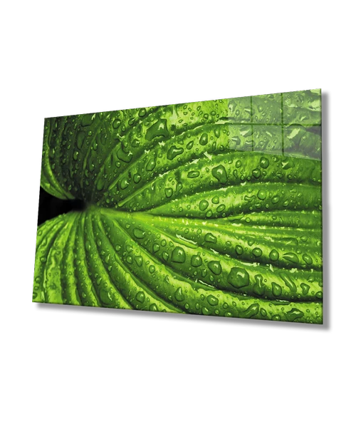 Su Damlaları Yeşil Yapraklar ürün görseli