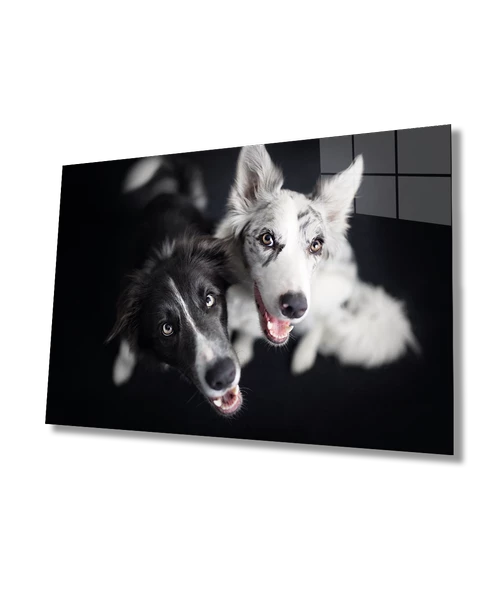 Siyah Beyaz Köpekler Dekoratif ve Modern Cam Tablo
