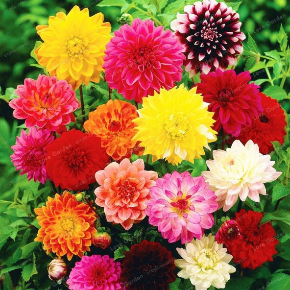 Karışık Renkli Zinnia Kirli Hanım Çiçeği Tohumu -50 Adet
