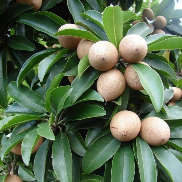 Tropikal Çeşit Çikolata Meyvesi Sapota Ağacı Fidanı (20-40 cm)