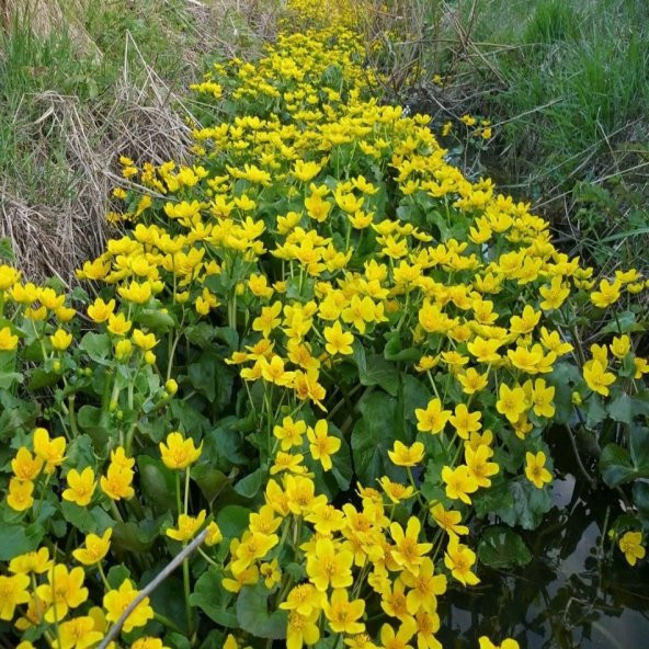 Yellow Caltha Palustris Kadife Çiçeği Tohumu -50 Adet