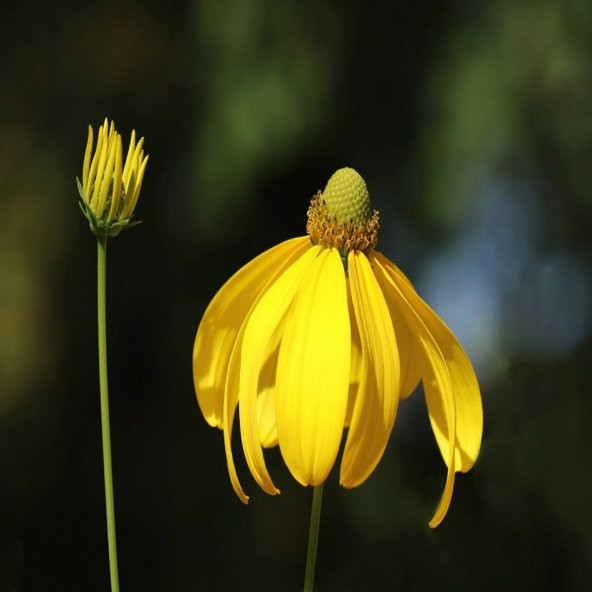 Yeşil Gözlü Güneş Şapkası Rubekya Çiçeği Tohumu -50 Adet