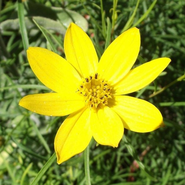 Yellow Çuha Ayı Kulağı Çiçeği Tohumu -50 Adet