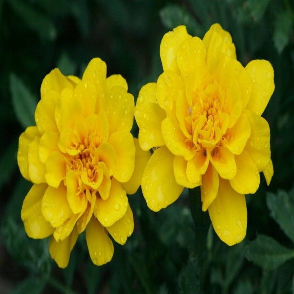 Sarı Katmerli Geum (Avens) Kadife Çiçeği Tohumu -20 Adet