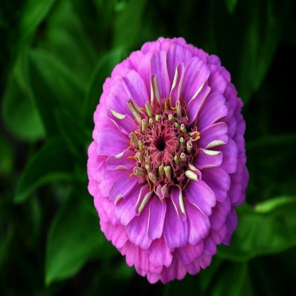 Mor Zinnia Kirli Hanım Çiçeği Tohumu -40 Adet