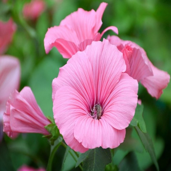 Lavatera Trimestris Hayal Pembe Pamuk Çiçeği Tohumu -50 Adet - 2