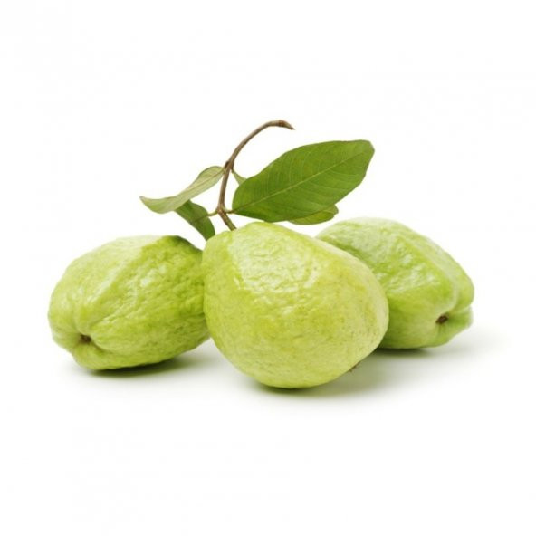 Tüplü Thai Armut Guava Fidanı Meyve Verme Yaşında - 1