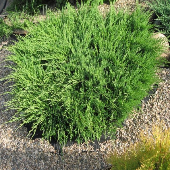 Tüplü Juniperus Sürünücü Ardıç Fidanı (Ufak Boy)