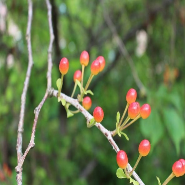 Tüplü Parfüm Kutusu Çiçeği Fidanı Sarcococca - 4