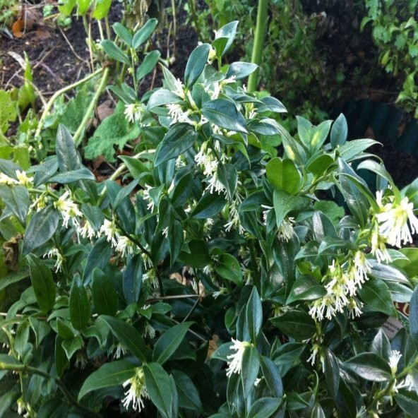 Tüplü Parfüm Kutusu Çiçeği Fidanı Sarcococca - 5