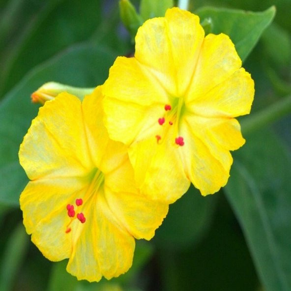 Sarı Akşam Sefası Çiçeği Tohumu -20 Adet