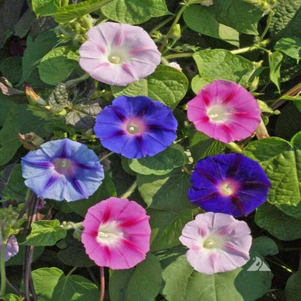 Karışık Renkli Kahkaha Çiçeği Tohumu -10 Adet