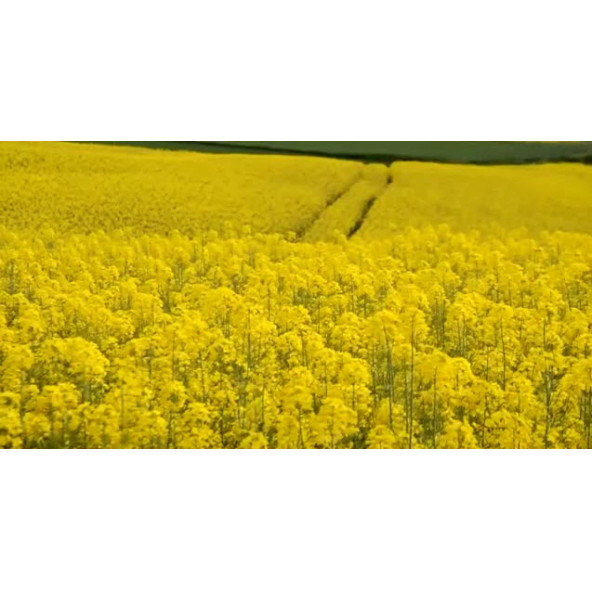 Agrobazaar Kanola tohumu Rapiska Tohumu 500 Gr - 2