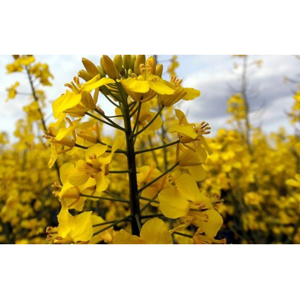 Agrobazaar Kanola tohumu Rapiska Tohumu 500 Gr - 3