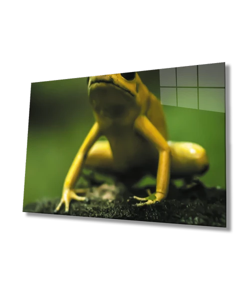 Yeşil Sarı Kurbağa Dekoratif ve Modern Cam Tablo