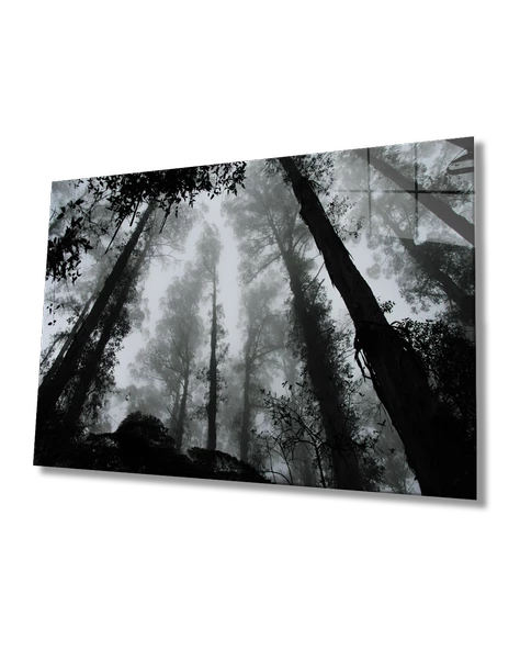 Siyah Beyaz  Ağaçlar Dekoratif ve Modern Cam Tablo ürün görseli