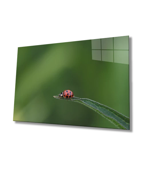 Uğur Böceği Yeşil Dekoratif ve Modern Cam Tablo   Ladybug Green