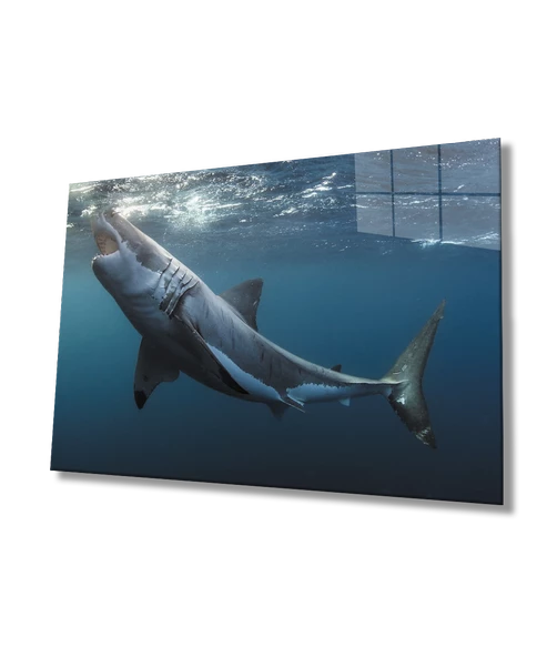 Köpek Balığı SuAltı Dekoratif ve Modern Cam Tablo ürün görseli