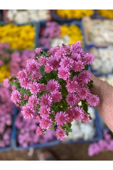 Kasımpatı Çiçeği Karışık Renk 10-20 cm - Resim 2