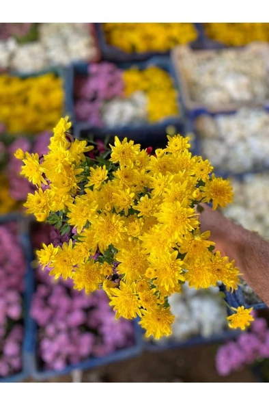 Kasımpatı Çiçeği Karışık Renk 10-20 cm - Resim 3