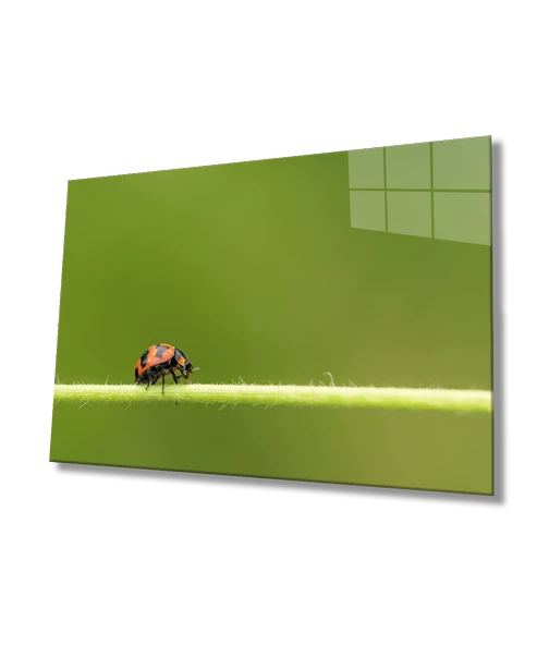 Yeşil Yaprak Uğur Böceği Dekoratif ve Modern Cam Tablo