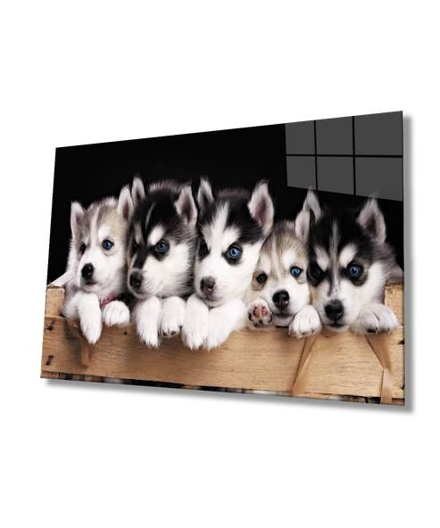 Mavi Gözlü Köpekler Dekoratif ve Modern Cam Tablo