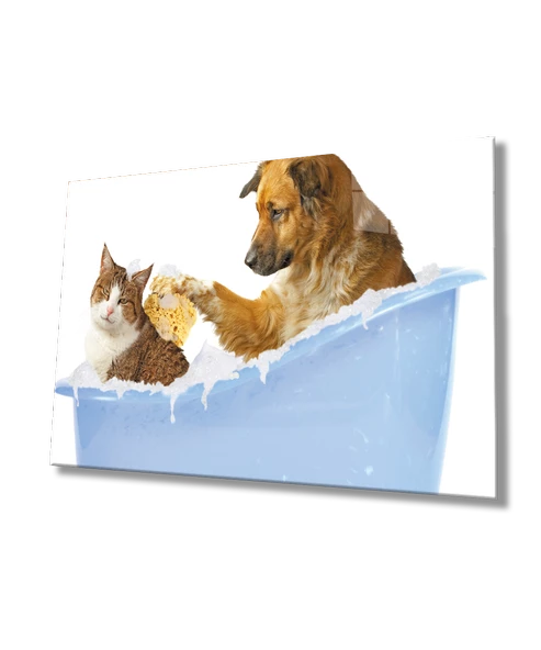 Kedi köpek Dekoratif ve Modern Cam Tablo ürün görseli