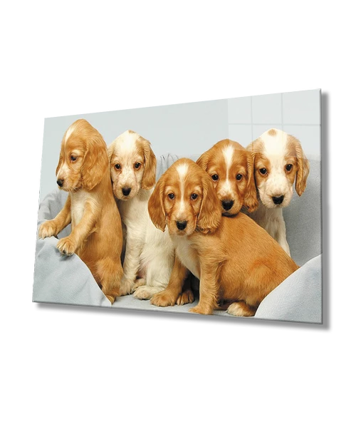 Kahverengi Köpekler ürün görseli