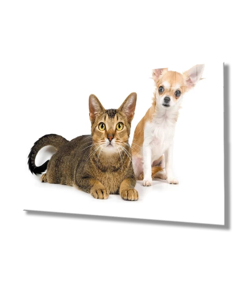 Kedi Köpek