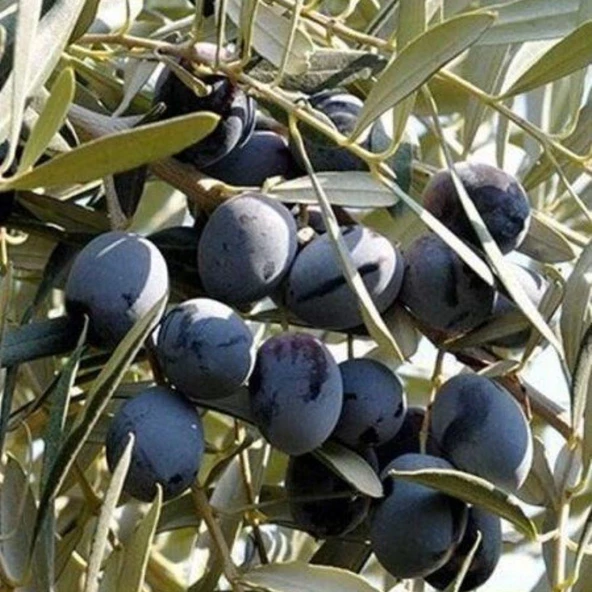 Her Bölgeye Uygun Tüplü Sıkımlık ve Sofralık Trilye Zeytini Fidanı - 1