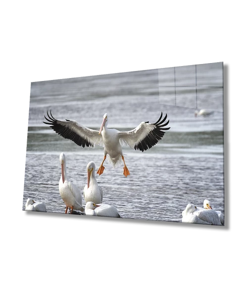 Pelikan Su Kuşları Hayvan Dekoratif ve Modern Cam Tablo ürün görseli
