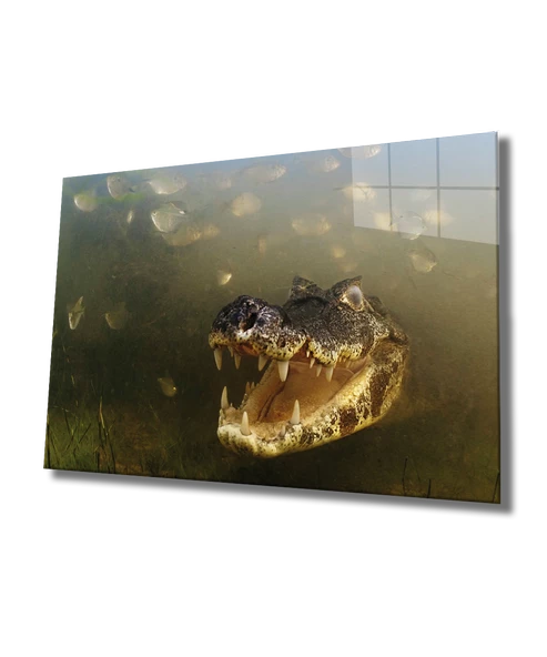 Suda Timsah Dekoratif ve Modern Cam Tablo Crocodile