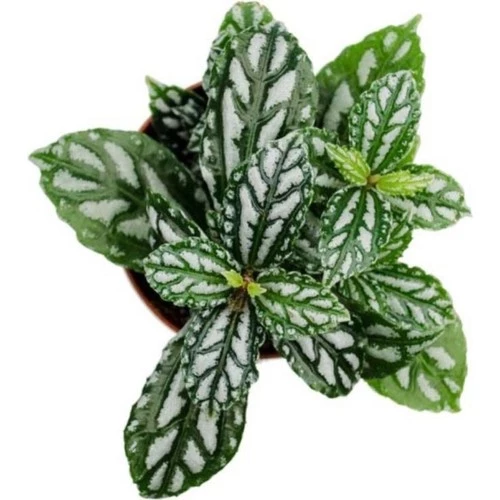 Pilea Cadierei Karyağdı Çiçeği Ev Ofis Salon Iç Mekan Bitkisi - 10 cm - Resim 2