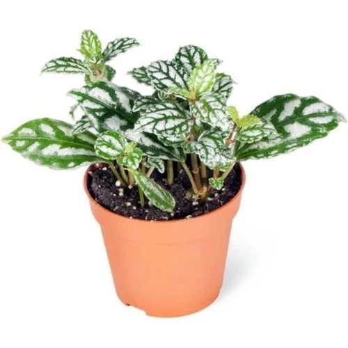 Pilea Cadierei Karyağdı Çiçeği Ev Ofis Salon Iç Mekan Bitkisi - 10 cm ürün görseli