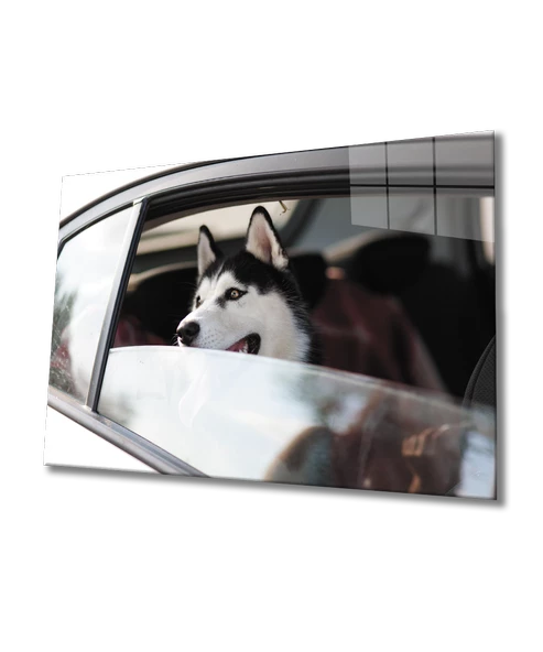 Köpek Cam  Tablo