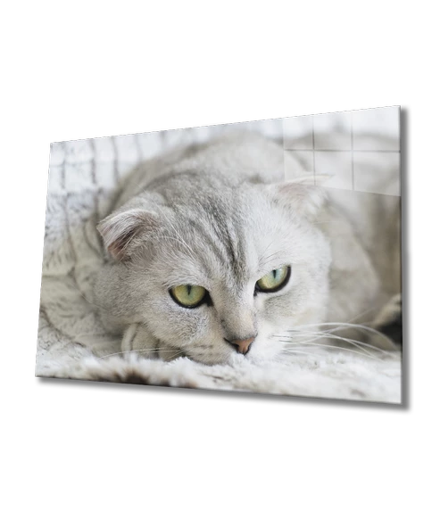 Kedi Dekoratif ve Modern Cam Tablo ürün görseli