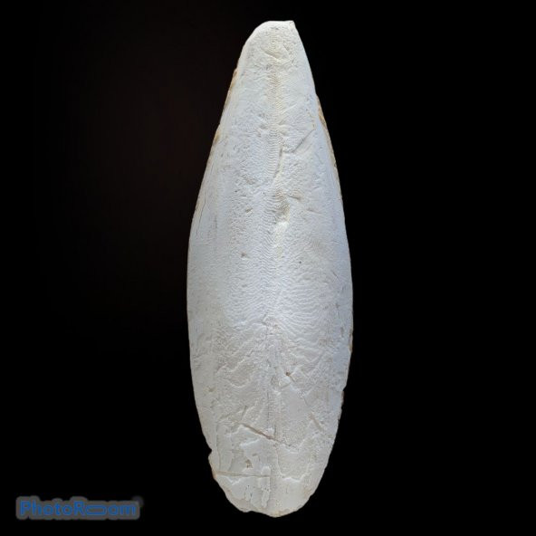 Mürekkep Balığı Kemiği (Kalamar) S Boy - 1 Adet (8-10 cm)