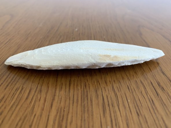 Mürekkep Balığı Kemiği (Kalamar) S Boy - 1 Adet (8-10 cm) - 3