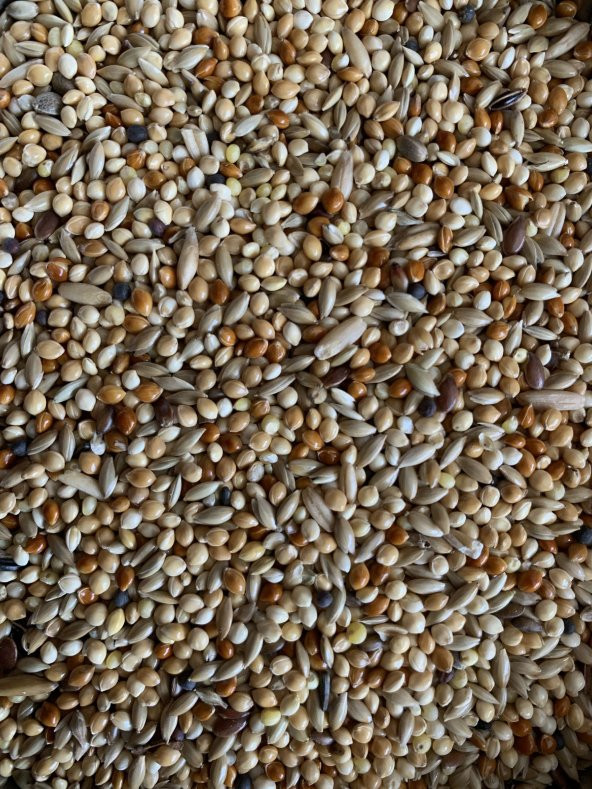 Muhabbet Kuşları İçin Akıllı yemlik + Premium Kalite Muhabbet Kuşu Yemi ( 1 kg ) - 7