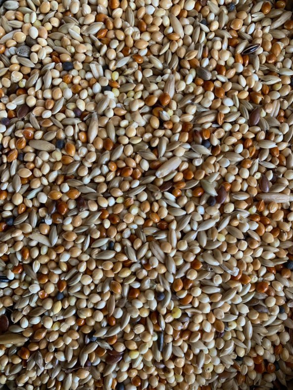 Vivid Bird Premium Muhabbet Kuşu Yemi ( 1 Kg )