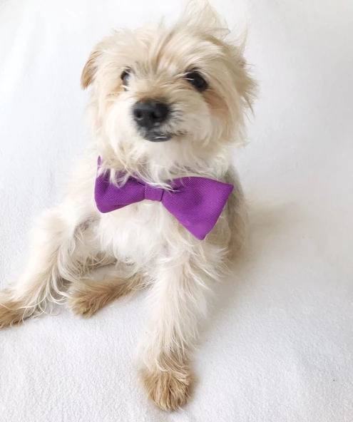 Mor Köpek Papyonu, Köpekler için Papyon - 3