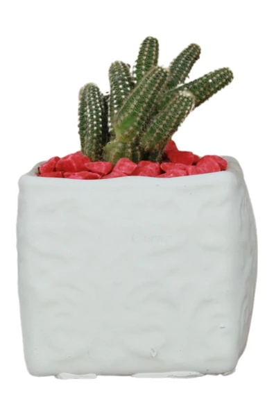 Evene Saksı Dekoratif Saksı Kaktüs Saksısı Sukulent Saksısı Küçük Saksı Model 45 Beyaz Saksı ürün görseli 1