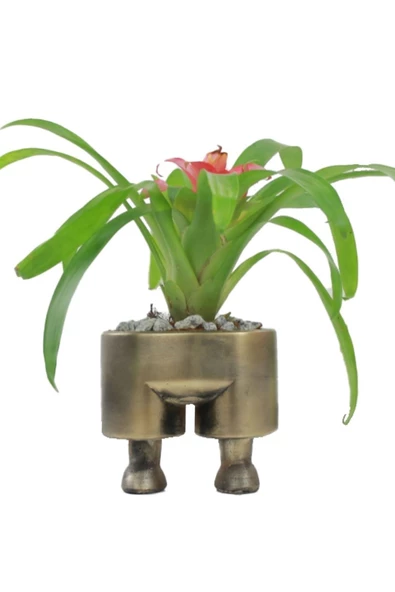 Evene Saksı Çiçek Kaktüs Saksısı Lüx 13 Cm Altın Eskitme Varak Boyalı Pantolon Desen Saksı Çiçeklik