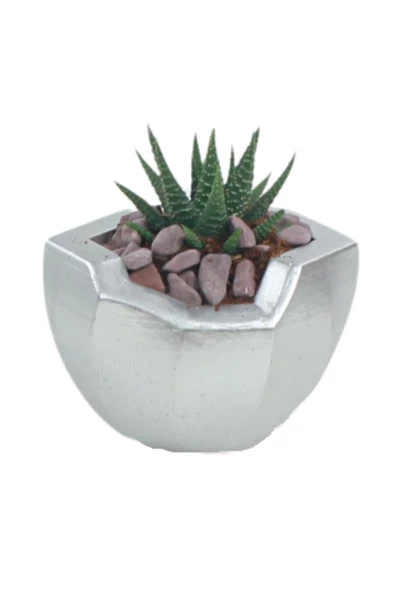 Stein Kohle Çiçek Saksısı Dekoratif Kaktüs Saksı 1 Adet Gümüş Renk Uygulamalı Önü Açık Model ürün görseli 1