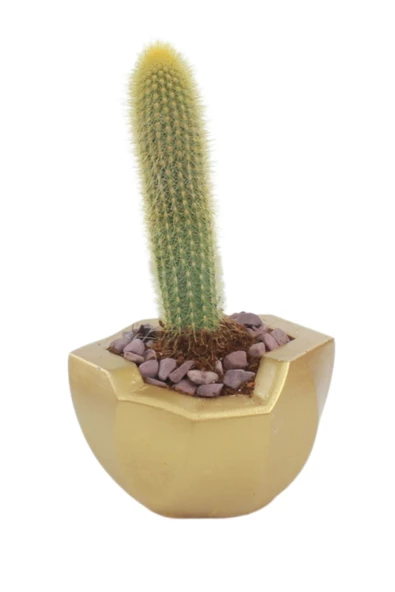 Stein Kohle Çiçek Saksısı Büyük Boy 1 Adet Altın Renk Uygulamalı Önü Açık Model ürün görseli 1