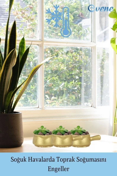 Evene Mini Çiçek Saksı Küçük Sukulent Altın Kaktüs Saksısı Tava Model - Resim 5