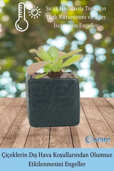 Evene Saksı Dekoratif Saksı Kaktüs Saksısı Sukulent Saksısı Küçük Saksı Model 45 Siyah Saksı - Resim 4