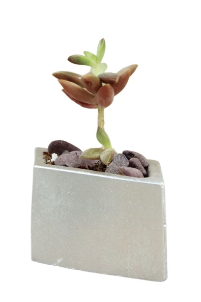 Evene Mini Çiçek Saksı Küçük Sukulent Gümüş Kaktüs Saksısı Dörtgen Yatay Model ürün görseli 1