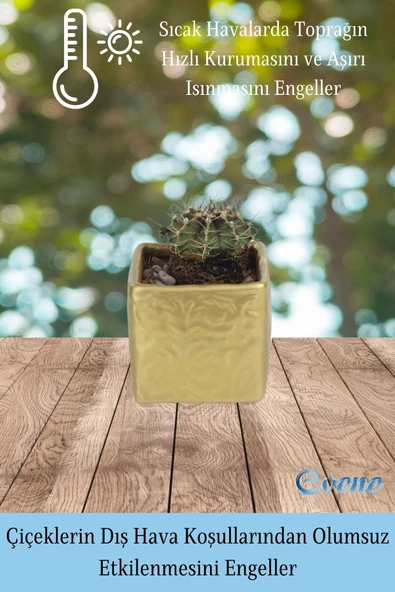 Evene Saksı Dekoratif Saksı Kaktüs Saksısı Sukulent Saksısı Küçük Saksı Model 45 Gold Saksı - Resim 5