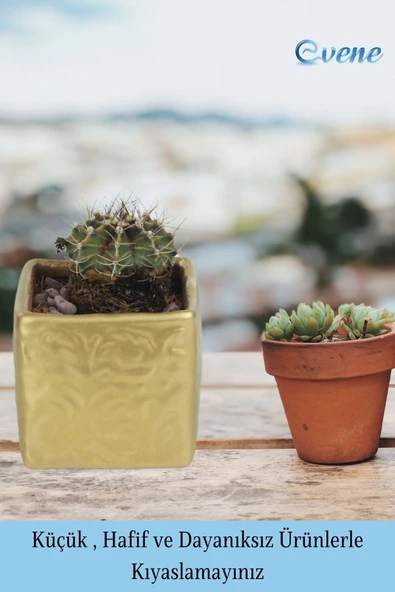 Evene Saksı Dekoratif Saksı Kaktüs Saksısı Sukulent Saksısı Küçük Saksı Model 45 Gold Saksı - Resim 4